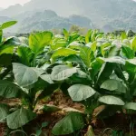 ELDORET TRADERS HAVE OPPOSED THE PROPOSED TOBBACCO CONTROL BILL