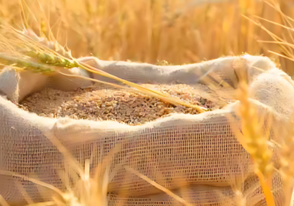 Government Announces New Wheat Prices for 2025/26 Season
